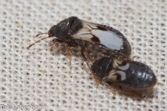 Dimorphopterus brachypterus