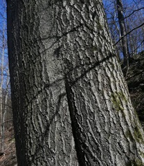 Fagus sylvatica