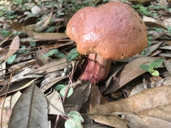 Exsudoporus floridanus
