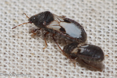 Dimorphopterus brachypterus