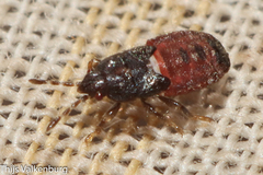 Dimorphopterus brachypterus