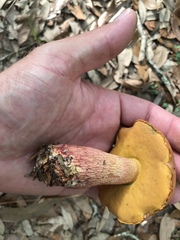 Exsudoporus floridanus
