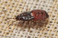 Dimorphopterus brachypterus