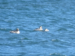 Podiceps occipitalis