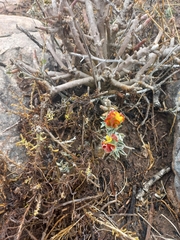 Crotalarieae
