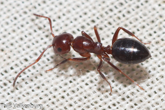 Camponotus lateralis