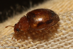 Rhyzobius chrysomeloides