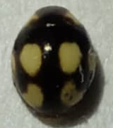 Hyperaspis pseudodonzeli