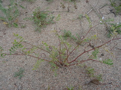 Astragalus ophiocarpus
