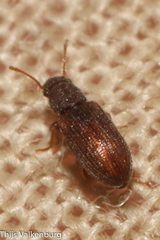Berginus tamarisci