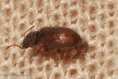 Berginus tamarisci