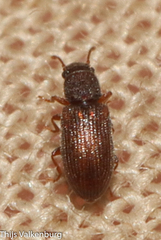 Berginus tamarisci