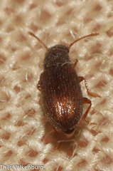 Berginus tamarisci