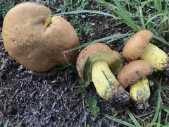 Boletus luridellus