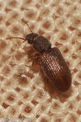 Berginus tamarisci