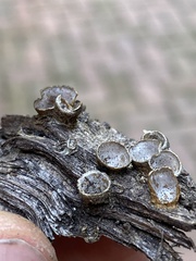 Nidulariaceae