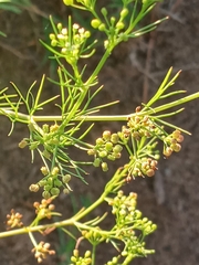 Cyclospermum