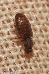 Berginus tamarisci