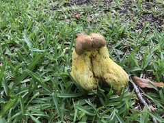 Boletus luridellus