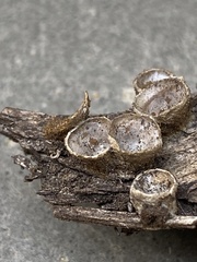 Nidulariaceae