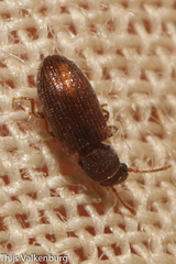 Berginus tamarisci
