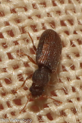 Berginus tamarisci