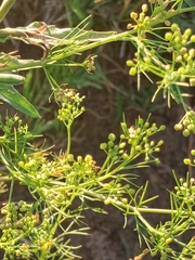 Cyclospermum