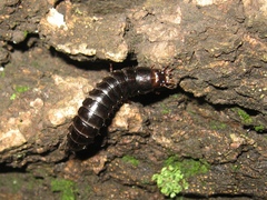 Carabina