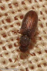 Berginus tamarisci