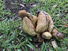 Boletus luridellus