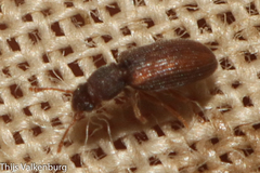 Berginus tamarisci