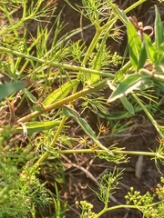 Cyclospermum