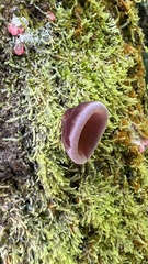 Auricularia fuscosuccinea