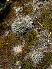 Mammillaria wagneriana