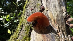 Auricularia fuscosuccinea