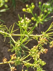 Cyclospermum