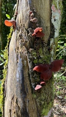 Auricularia fuscosuccinea