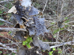 Lobaria anomala