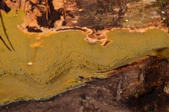 Crustodontia chrysocreas