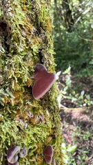 Auricularia fuscosuccinea
