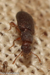 Berginus tamarisci