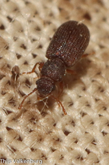 Berginus tamarisci