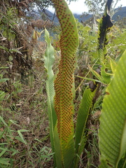 Niphidium crassifolium