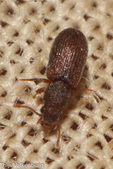 Berginus tamarisci
