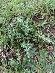 Galactites tomentosus