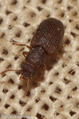 Berginus tamarisci