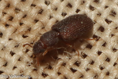Berginus tamarisci