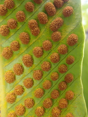 Niphidium crassifolium