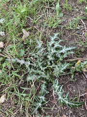 Galactites tomentosus