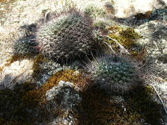 Cactaceae